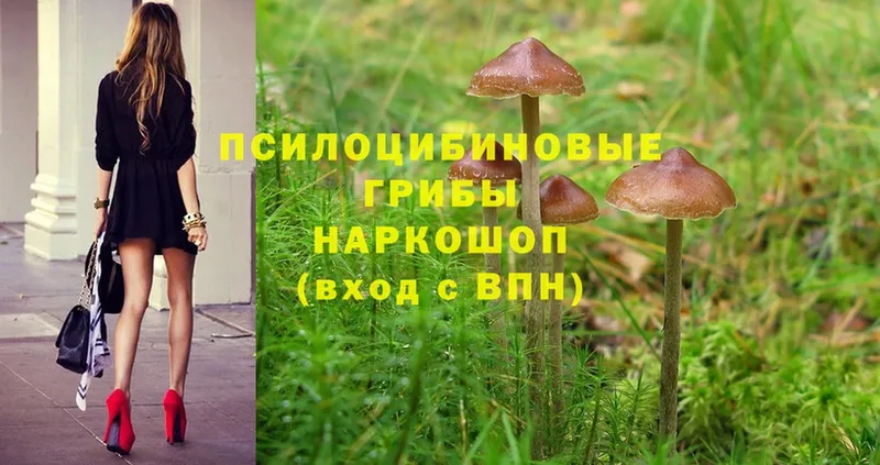 Псилоцибиновые грибы Psilocybe  Владивосток 